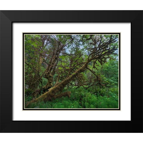 Mossy Big-leaf Maple-Redwood National Park-California-USA Black Modern Wood Framed Art Print with Double Matting by Fitzharris, Tim