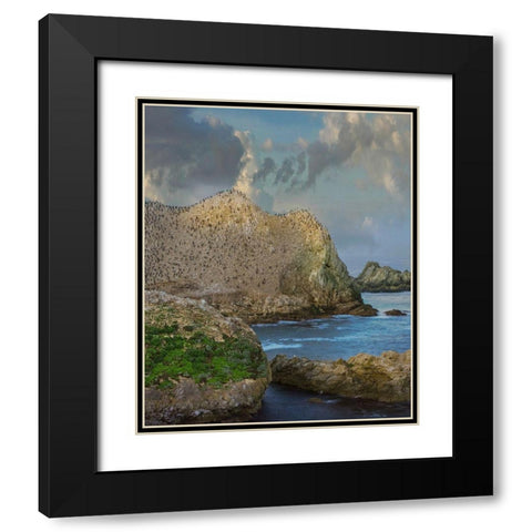 Bird Island-Point Lobos State reserve-California Black Modern Wood Framed Art Print with Double Matting by Fitzharris, Tim