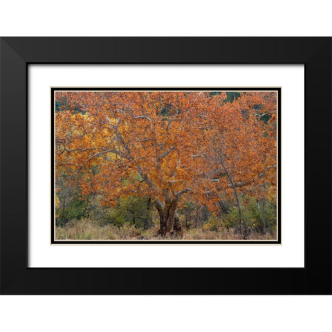 East Verde River-Arizona-USA Black Modern Wood Framed Art Print with Double Matting by Fitzharris, Tim