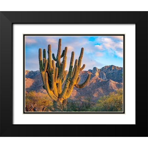 Santa Catalina Mountains-Catalina State Park-Arizona-USA Black Modern Wood Framed Art Print with Double Matting by Fitzharris, Tim