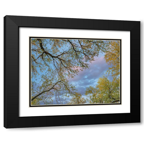 Cottonwood canopy-Verde River-Arizona-USA Black Modern Wood Framed Art Print with Double Matting by Fitzharris, Tim