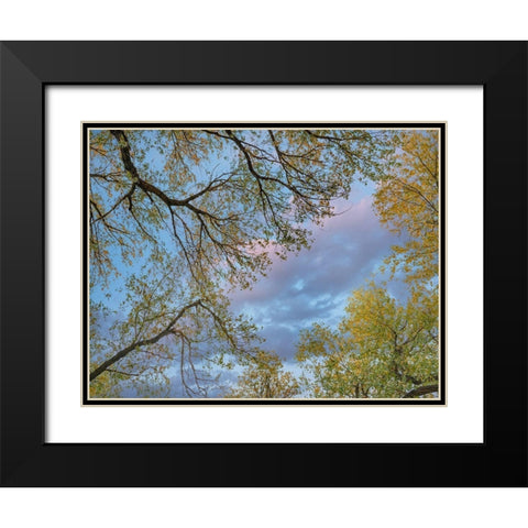 Cottonwood canopy-Verde River-Arizona-USA Black Modern Wood Framed Art Print with Double Matting by Fitzharris, Tim