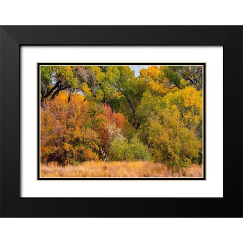 Verde River Valley Dead Horse Ranch State Park Arizona USA Black Modern Wood Framed Art Print with Double Matting by Fitzharris, Tim