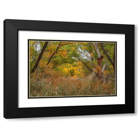 Verde River Valley-Dead Horse Ranch State Park-Arizona-USA Black Modern Wood Framed Art Print with Double Matting by Fitzharris, Tim