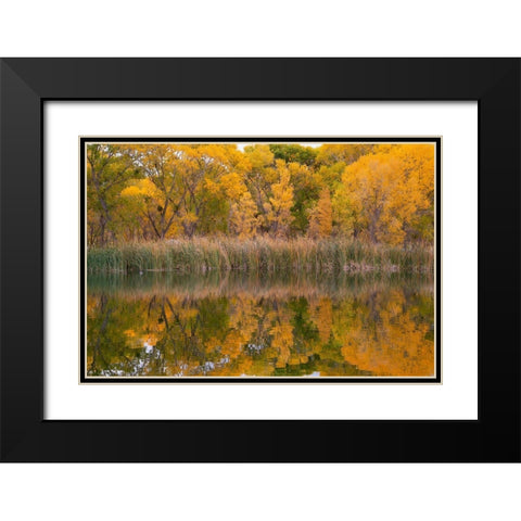 Lagoon Reflection-Dead Horse Ranch State Park-Arizona-USA Black Modern Wood Framed Art Print with Double Matting by Fitzharris, Tim