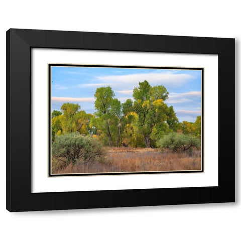 Riverine Forest-Dead Horse Ranch State Park-Arizona Black Modern Wood Framed Art Print with Double Matting by Fitzharris, Tim