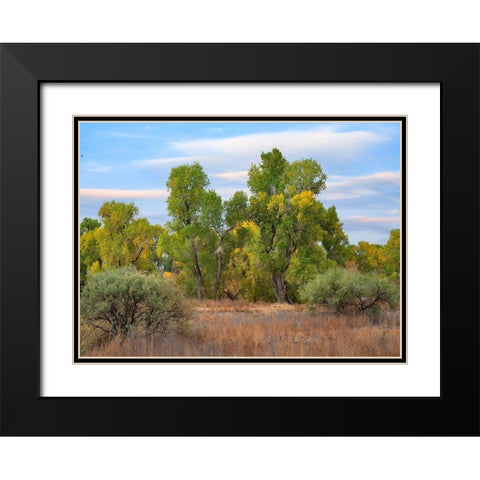 Riverine Forest-Dead Horse Ranch State Park-Arizona Black Modern Wood Framed Art Print with Double Matting by Fitzharris, Tim