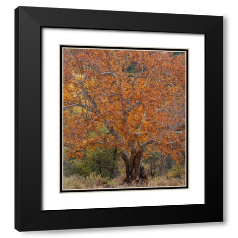 Sycamore Tree-East Verde River-Arizona-USA Black Modern Wood Framed Art Print with Double Matting by Fitzharris, Tim