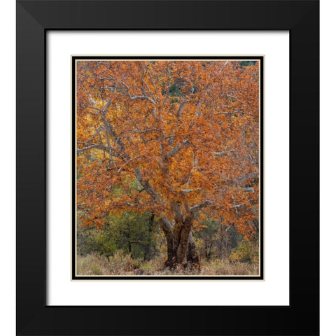 Sycamore Tree-East Verde River-Arizona-USA Black Modern Wood Framed Art Print with Double Matting by Fitzharris, Tim
