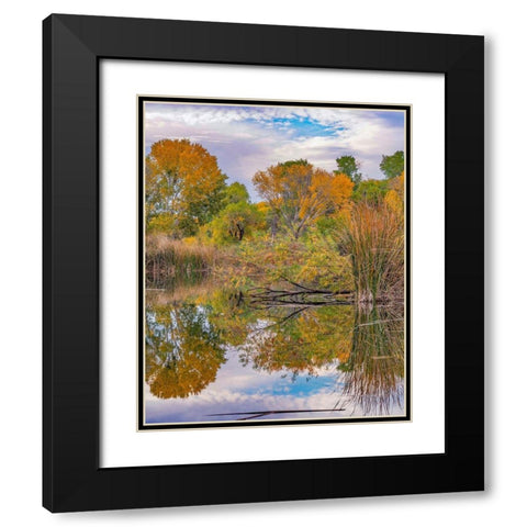 Dead Horse Ranch State Park-Arizona-USA Black Modern Wood Framed Art Print with Double Matting by Fitzharris, Tim