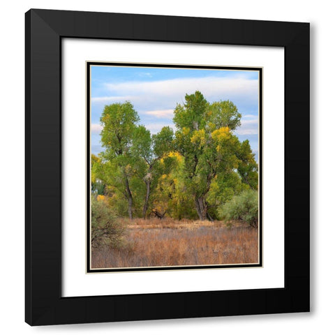 Riverine Forest-Dead Horse Ranch State Park-Arizona Black Modern Wood Framed Art Print with Double Matting by Fitzharris, Tim