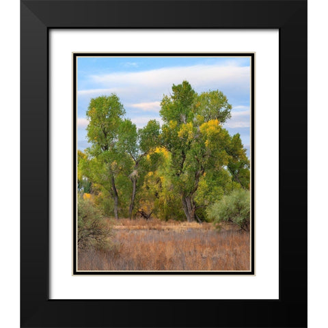 Riverine Forest-Dead Horse Ranch State Park-Arizona Black Modern Wood Framed Art Print with Double Matting by Fitzharris, Tim