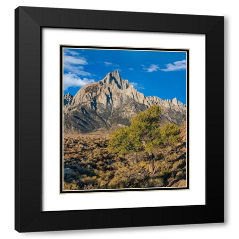 Lone Pine and Cottonwood Tree-Sierra Nevada-CA Black Modern Wood Framed Art Print with Double Matting by Fitzharris, Tim