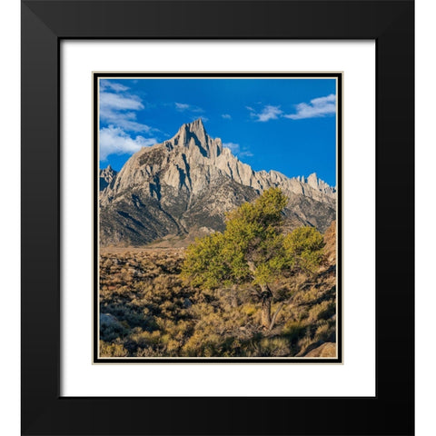 Lone Pine and Cottonwood Tree-Sierra Nevada-CA Black Modern Wood Framed Art Print with Double Matting by Fitzharris, Tim