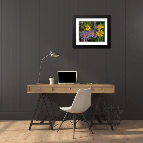 Mountain Daises and Alpine Sunflowers Black Modern Wood Framed Art Print with Double Matting by Fitzharris, Tim