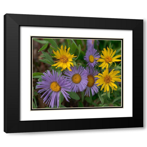 Mountain Daises and Alpine Sunflowers Black Modern Wood Framed Art Print with Double Matting by Fitzharris, Tim