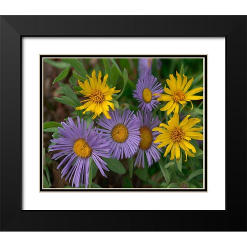 Mountain Daises and Alpine Sunflowers Black Modern Wood Framed Art Print with Double Matting by Fitzharris, Tim