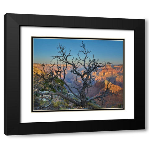 Dead Pine at Desert View Black Modern Wood Framed Art Print with Double Matting by Fitzharris, Tim