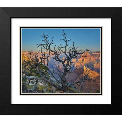 Dead Pine at Desert View Black Modern Wood Framed Art Print with Double Matting by Fitzharris, Tim