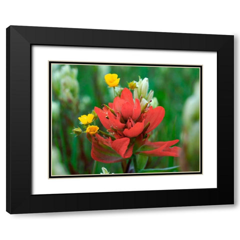 Red Paintbrush Colorado Black Modern Wood Framed Art Print with Double Matting by Fitzharris, Tim