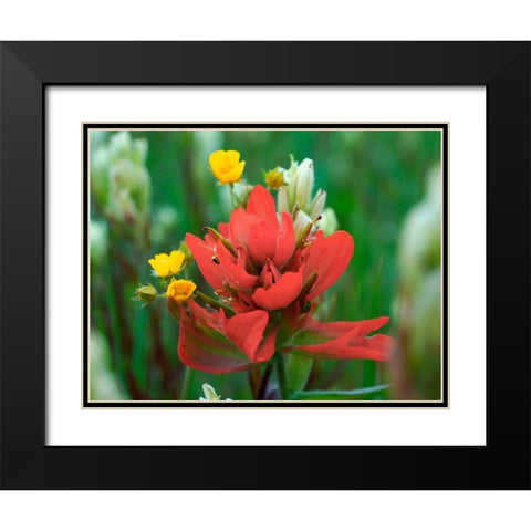 Red Paintbrush Colorado Black Modern Wood Framed Art Print with Double Matting by Fitzharris, Tim