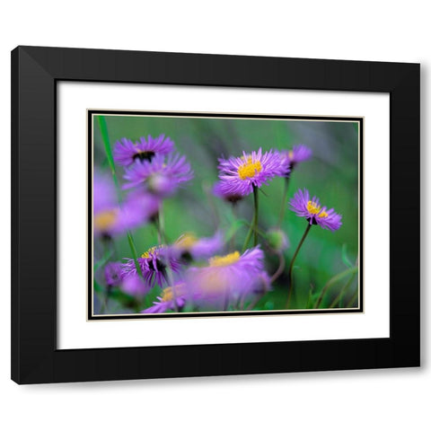 Mountain Daises Black Modern Wood Framed Art Print with Double Matting by Fitzharris, Tim