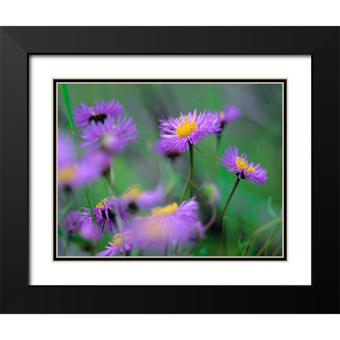 Mountain Daises Black Modern Wood Framed Art Print with Double Matting by Fitzharris, Tim