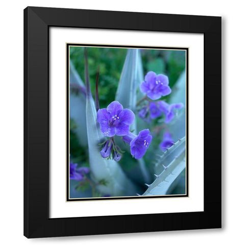 Blue Phacelia and Agave I Black Modern Wood Framed Art Print with Double Matting by Fitzharris, Tim