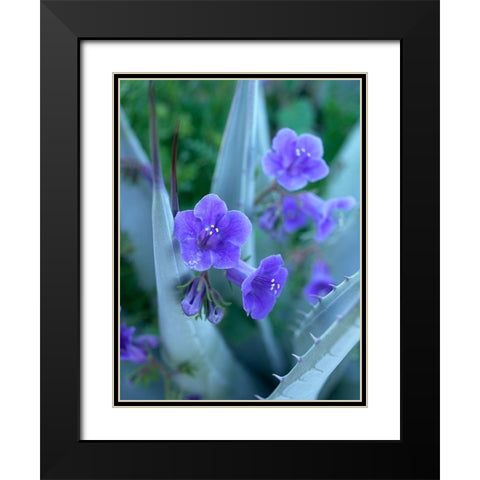 Blue Phacelia and Agave I Black Modern Wood Framed Art Print with Double Matting by Fitzharris, Tim