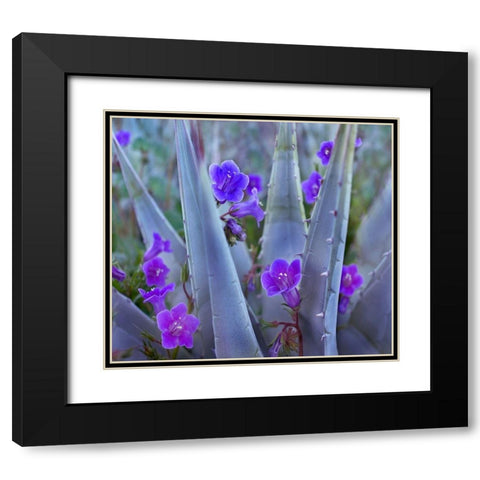 Blue Phacelia and Agave II Black Modern Wood Framed Art Print with Double Matting by Fitzharris, Tim