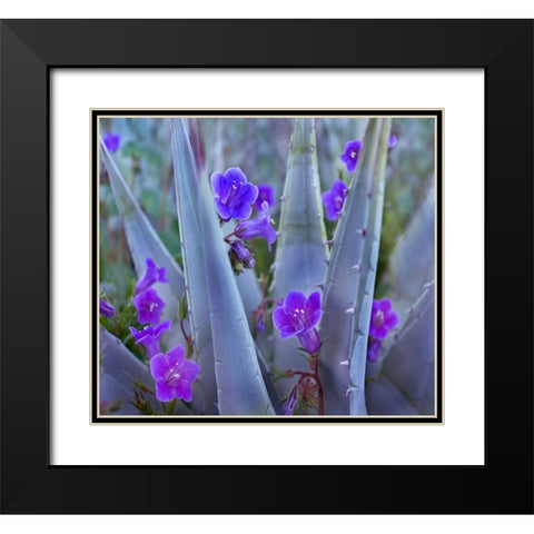 Blue Phacelia and Agave II Black Modern Wood Framed Art Print with Double Matting by Fitzharris, Tim