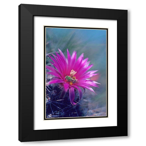 Bee in Hedgehog Cactus Black Modern Wood Framed Art Print with Double Matting by Fitzharris, Tim