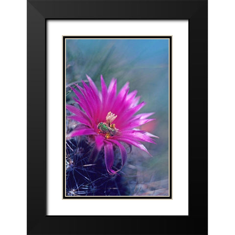 Bee in Hedgehog Cactus Black Modern Wood Framed Art Print with Double Matting by Fitzharris, Tim