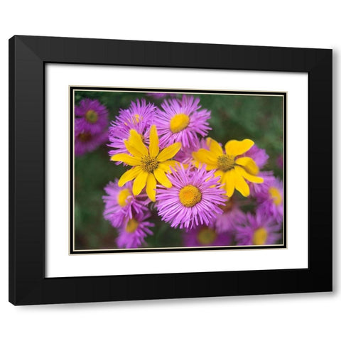 Little Sunflowers and Asters Black Modern Wood Framed Art Print with Double Matting by Fitzharris, Tim