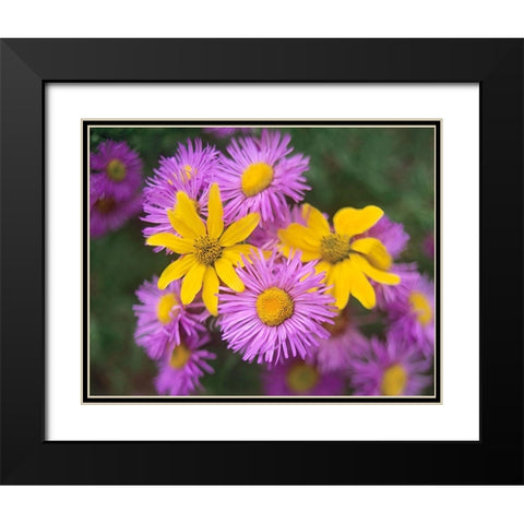 Little Sunflowers and Asters Black Modern Wood Framed Art Print with Double Matting by Fitzharris, Tim