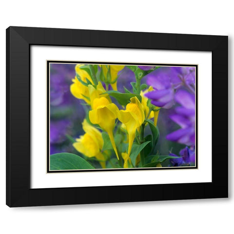 Butter and eggs with Lupines Black Modern Wood Framed Art Print with Double Matting by Fitzharris, Tim