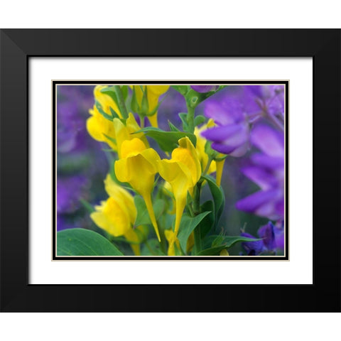 Butter and eggs with Lupines Black Modern Wood Framed Art Print with Double Matting by Fitzharris, Tim