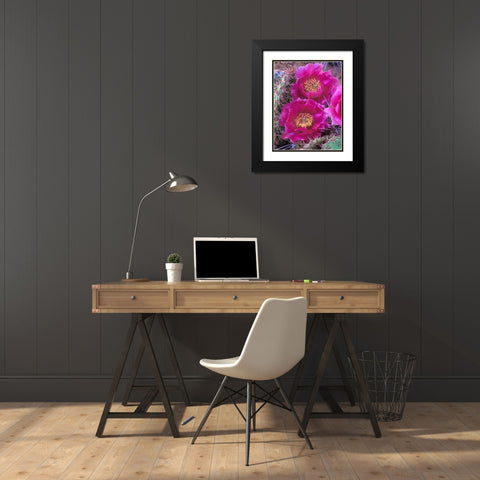 Grizzly Bear Cactus in Bloom Black Modern Wood Framed Art Print with Double Matting by Fitzharris, Tim