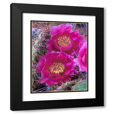 Grizzly Bear Cactus in Bloom Black Modern Wood Framed Art Print with Double Matting by Fitzharris, Tim