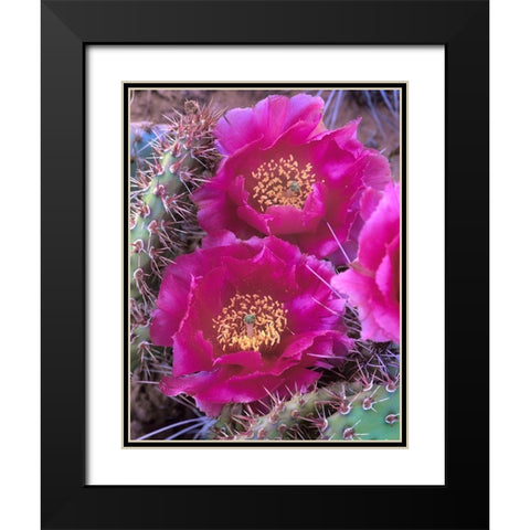 Grizzly Bear Cactus in Bloom Black Modern Wood Framed Art Print with Double Matting by Fitzharris, Tim