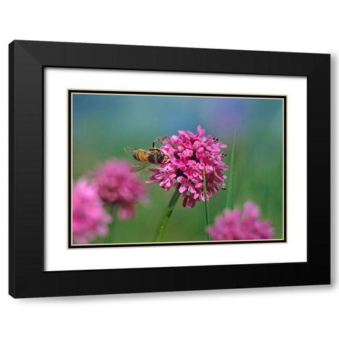 Bee on Sea Blush Black Modern Wood Framed Art Print with Double Matting by Fitzharris, Tim