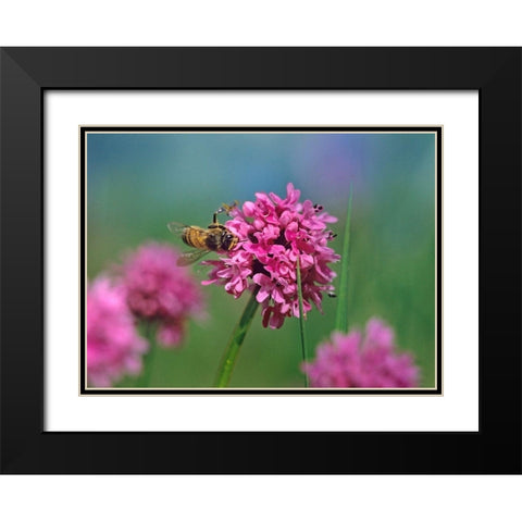 Bee on Sea Blush Black Modern Wood Framed Art Print with Double Matting by Fitzharris, Tim