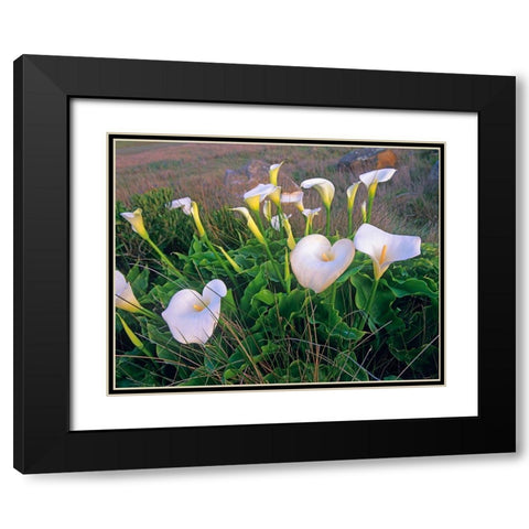 Calla Lilies Black Modern Wood Framed Art Print with Double Matting by Fitzharris, Tim