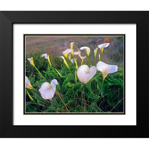 Calla Lilies Black Modern Wood Framed Art Print with Double Matting by Fitzharris, Tim