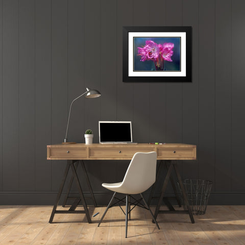 Spotless Ladybug Black Modern Wood Framed Art Print with Double Matting by Fitzharris, Tim