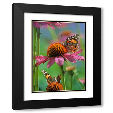 Painted Lady Butterfly Black Modern Wood Framed Art Print with Double Matting by Fitzharris, Tim