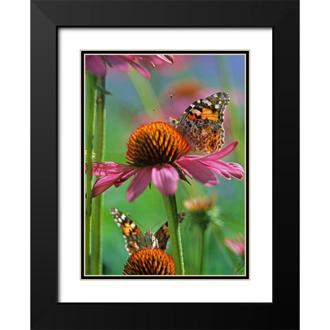 Painted Lady Butterfly Black Modern Wood Framed Art Print with Double Matting by Fitzharris, Tim