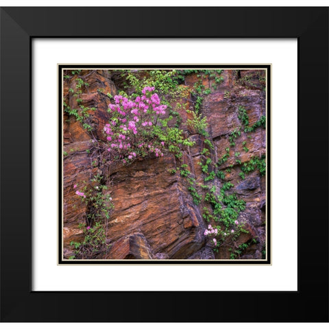 Rhododendron in bloom Black Modern Wood Framed Art Print with Double Matting by Fitzharris, Tim