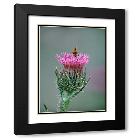 Least Skipper Butterfly on Bull Thistle Black Modern Wood Framed Art Print with Double Matting by Fitzharris, Tim
