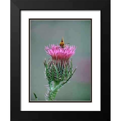 Least Skipper Butterfly on Bull Thistle Black Modern Wood Framed Art Print with Double Matting by Fitzharris, Tim